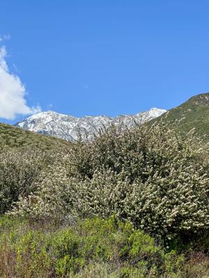 Etiwanda Falls Snow-Capped Mountains